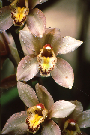 To use this stock image in your creative project, please select the size you need over to the right and click the "Add to Cart" button.
Your downloaded image will come with the Cutcaster watermark removed so don’t worry about the watermark you see on this page. Orchid blooms stock photo, White, yellow and red orchids in pleasing pattern; with water droplets by Joseph Ligori
