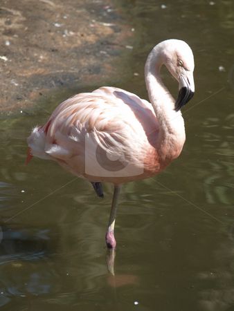 To use this stock image in your creative project, please select the size you need over to the right and click the "Add to Cart" button.
Your downloaded image will come with the Cutcaster watermark removed so don’t worry about the watermark you see on this page. Pink Flamingo on one leg stock photo, Pink Flamingo on one leg by Joseph Ligori