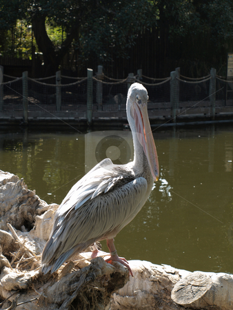 To use this stock image in your creative project, please select the size you need over to the right and click the "Add to Cart" button.
Your downloaded image will come with the Cutcaster watermark removed so don’t worry about the watermark you see on this page. Pink Pelican head extended stock photo, Pink Pelican head extended by Joseph Ligori