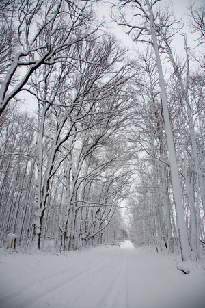To use this stock image in your creative project, please select the size you need over to the right and click the "Add to Cart" button.
Your downloaded image will come with the Cutcaster watermark removed so don’t worry about the watermark you see on this page. Snowcapes stock photo, Photos were taken the morning after a typical Michigan winter storm. by Ramses Racelis
