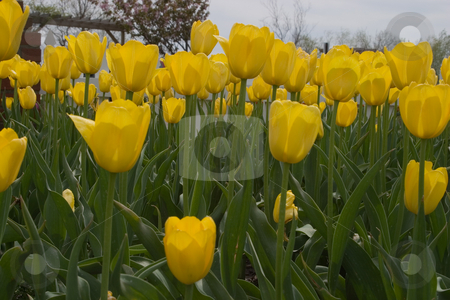 To use this stock image in your creative project, please select the size you need over to the right and click the "Add to Cart" button.
Your downloaded image will come with the Cutcaster watermark removed so don’t worry about the watermark you see on this page. Tulip Festival stock photo, Holland, Michigan Tulip Festival by Ramses Racelis