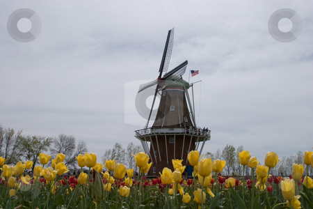 To use this stock image in your creative project, please select the size you need over to the right and click the "Add to Cart" button.
Your downloaded image will come with the Cutcaster watermark removed so don’t worry about the watermark you see on this page. Tulip Festival stock photo, Holland, Michigan Tulip Festival by Ramses Racelis