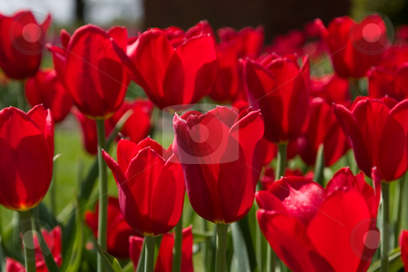 To use this stock image in your creative project, please select the size you need over to the right and click the "Add to Cart" button.
Your downloaded image will come with the Cutcaster watermark removed so don’t worry about the watermark you see on this page. Tulip Festival stock photo, Holland, Michigan Tulip Festival by Ramses Racelis