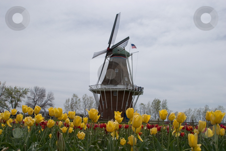 To use this stock image in your creative project, please select the size you need over to the right and click the "Add to Cart" button.
Your downloaded image will come with the Cutcaster watermark removed so don’t worry about the watermark you see on this page. Holland, Michigan Tulip Festival stock photo, by Ramses Racelis