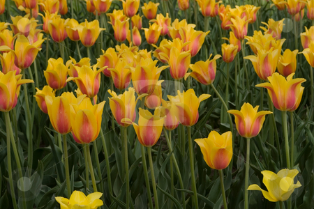 To use this stock image in your creative project, please select the size you need over to the right and click the "Add to Cart" button.
Your downloaded image will come with the Cutcaster watermark removed so don’t worry about the watermark you see on this page. Holland, Michigan Tulip Festival stock photo, by Ramses Racelis