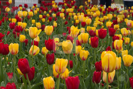 To use this stock image in your creative project, please select the size you need over to the right and click the "Add to Cart" button.
Your downloaded image will come with the Cutcaster watermark removed so don’t worry about the watermark you see on this page. Holland, Michigan Tulip Festival stock photo, by Ramses Racelis
