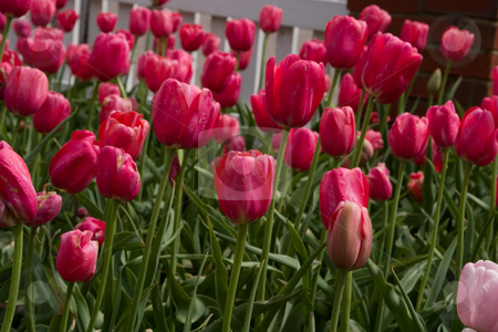 To use this stock image in your creative project, please select the size you need over to the right and click the "Add to Cart" button.
Your downloaded image will come with the Cutcaster watermark removed so don’t worry about the watermark you see on this page. Holland, Michigan Tulip Festival stock photo, by Ramses Racelis