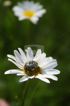 To use this stock image in your creative project, please select the size you need over to the right and click the "Add to Cart" button.
Your downloaded image will come with the Cutcaster watermark removed so don’t worry about the watermark you see on this page. The beetle on the flower withe white petals . stock photo, The beetle on the flower withe white petals against a green background. by Viachaslau Barysevich