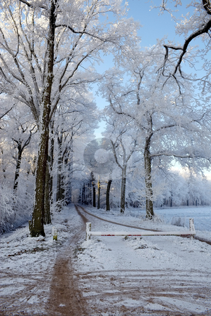 To use this stock image in your creative project, please select the size you need over to the right and click the "Add to Cart" button.
Your downloaded image will come with the Cutcaster watermark removed so don’t worry about the watermark you see on this page. Frosted Trees stock photo, Frosted trees in the woods by Inge Schepers