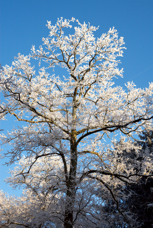 To use this stock image in your creative project, please select the size you need over to the right and click the "Add to Cart" button.
Your downloaded image will come with the Cutcaster watermark removed so don’t worry about the watermark you see on this page. Frosted Trees stock photo, Frosted trees in the woods by Inge Schepers