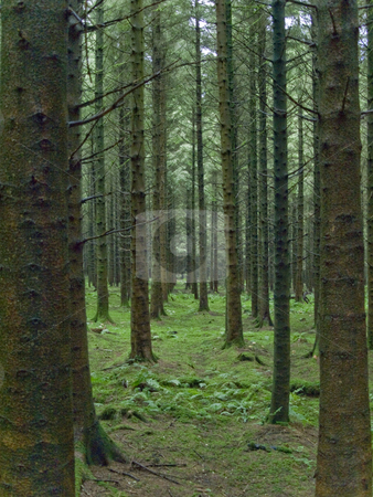 To use this stock image in your creative project, please select the size you need over to the right and click the "Add to Cart" button.
Your downloaded image will come with the Cutcaster watermark removed so don’t worry about the watermark you see on this page. Symmetrical Forest stock photo, These long lanes of trees were asking to be photographed. by ANDREW NORRIS