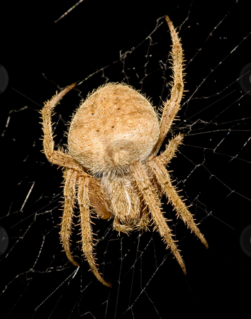 To use this stock image in your creative project, please select the size you need over to the right and click the "Add to Cart" button.
Your downloaded image will come with the Cutcaster watermark removed so don’t worry about the watermark you see on this page. Garden Orb-weaver spider repairing web stock photo, Close-up (macro) of Garden Orb-weaver spider repairing her web late at night. by Greg Hutson