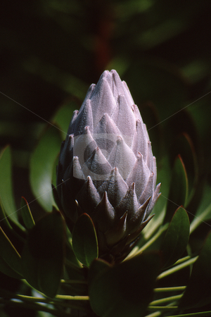 To use this stock image in your creative project, please select the size you need over to the right and click the "Add to Cart" button.
Your downloaded image will come with the Cutcaster watermark removed so don’t worry about the watermark you see on this page. Plant Bloom stock photo, Unique plant bloom with a velvet texture and odd pattern by Joseph Ligori