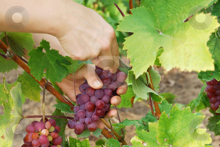 To use this stock image in your creative project, please select the size you need over to the right and click the "Add to Cart" button.
Your downloaded image will come with the Cutcaster watermark removed so don’t worry about the watermark you see on this page. Picking grapes stock photo, A woman is picking grapes using a knife by Ivan Paunovic