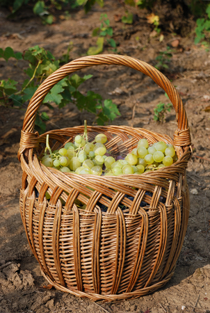 To use this stock image in your creative project, please select the size you need over to the right and click the "Add to Cart" button.
Your downloaded image will come with the Cutcaster watermark removed so don’t worry about the watermark you see on this page. Grapes stock photo, A basket and grapes in it on the ground by Ivan Paunovic