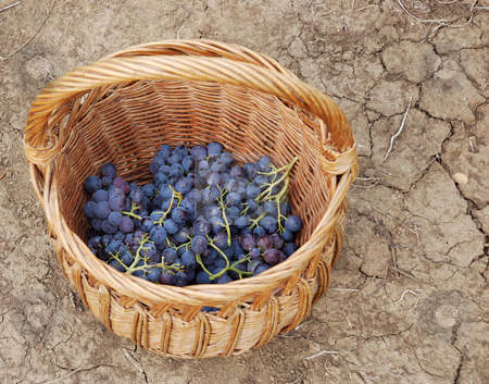 To use this stock image in your creative project, please select the size you need over to the right and click the "Add to Cart" button.
Your downloaded image will come with the Cutcaster watermark removed so don’t worry about the watermark you see on this page. Grapes stock photo, A basket and grapes in it on the ground by Ivan Paunovic