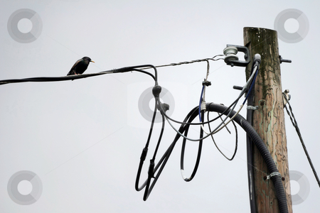 To use this stock image in your creative project, please select the size you need over to the right and click the "Add to Cart" button.
Your downloaded image will come with the Cutcaster watermark removed so don’t worry about the watermark you see on this page. Lone Starling Perched on Telephone Wire stock photo, Black bird sits alone on wire near wooden hydro pole by Mark S