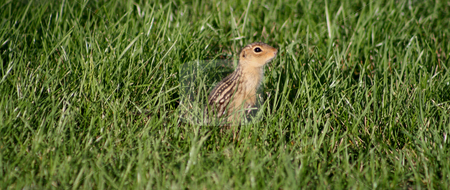 To use this stock image in your creative project, please select the size you need over to the right and click the "Add to Cart" button.
Your downloaded image will come with the Cutcaster watermark removed so don’t worry about the watermark you see on this page. Chipmunk Hiding in the grass stock photo, Small Chipmunk hiding in tall green grass. by Betty Hansen