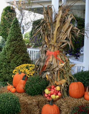 To use this stock image in your creative project, please select the size you need over to the right and click the "Add to Cart" button.
Your downloaded image will come with the Cutcaster watermark removed so don’t worry about the watermark you see on this page. The Fall Harvest stock photo, Front porch decorated for the fall harvest. Corn stalks wrapped in orange ribbons, pumpkins, and mums. A basket of fresh picked apples. by Betty Hansen