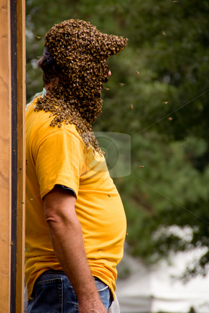 To use this stock image in your creative project, please select the size you need over to the right and click the "Add to Cart" button.
Your downloaded image will come with the Cutcaster watermark removed so don’t worry about the watermark you see on this page. Beekeeper stock photo, A bee keeper covered in a swarm of honey bees. by Robert Byron