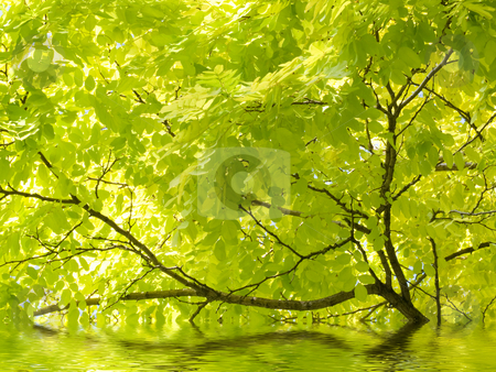 To use this stock image in your creative project, please select the size you need over to the right and click the "Add to Cart" button.
Your downloaded image will come with the Cutcaster watermark removed so don’t worry about the watermark you see on this page. Beautiful tree and water stock photo, Beautiful tree with reflection in river by Laurent Dambies
