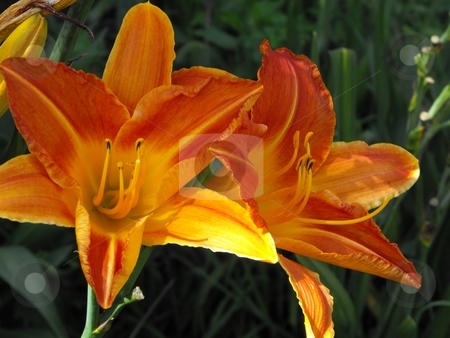 To use this stock image in your creative project, please select the size you need over to the right and click the "Add to Cart" button.
Your downloaded image will come with the Cutcaster watermark removed so don’t worry about the watermark you see on this page. Daylily Blooms Hemerocallis stock photo, Daylilies are perenial plants that come in a variety of colors and are popular worldwide. Daylilies are some of the most adaptable landscaping plants and grow in most climates. by Dennis Thomsen