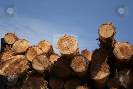 To use this stock image in your creative project, please select the size you need over to the right and click the "Add to Cart" button.
Your downloaded image will come with the Cutcaster watermark removed so don’t worry about the watermark you see on this page. Logs stock photo, Freshly cut logs loaded on a logging trailer by George Botta