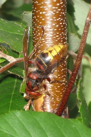 To use this stock image in your creative project, please select the size you need over to the right and click the "Add to Cart" button.
Your downloaded image will come with the Cutcaster watermark removed so don’t worry about the watermark you see on this page. European hornet/giant hornet/bell hornet stock photo, by Jeffrey Sharpe