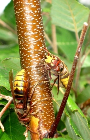 To use this stock image in your creative project, please select the size you need over to the right and click the "Add to Cart" button.
Your downloaded image will come with the Cutcaster watermark removed so don’t worry about the watermark you see on this page. European hornet/giant hornet/bell hornet stock photo, by Jeffrey Sharpe
