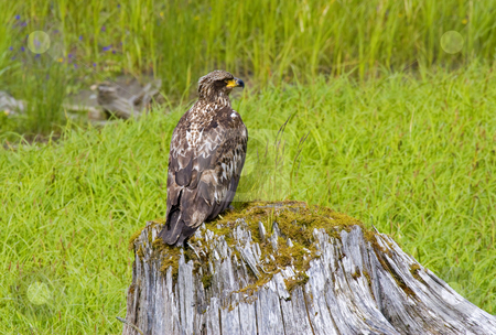 To use this stock image in your creative project, please select the size you need over to the right and click the "Add to Cart" button.
Your downloaded image will come with the Cutcaster watermark removed so don’t worry about the watermark you see on this page. Juvenile Vigilance stock photo, A juvenile bald eagle keeps watch over the nearby stream and meadow from his perch on the stump. by Mike Dawson