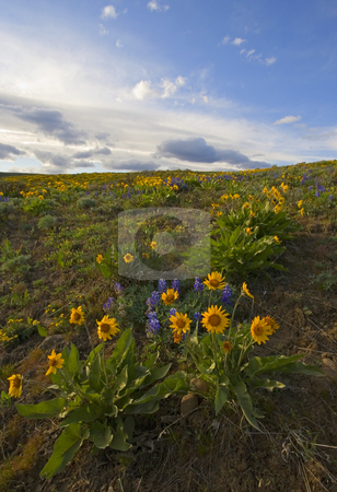 To use this stock image in your creative project, please select the size you need over to the right and click the "Add to Cart" button.
Your downloaded image will come with the Cutcaster watermark removed so don’t worry about the watermark you see on this page. Purple & Gol stock photo, A veritable explosion of Spring on the foothills of Snow Mountain Ranch in the Upper Yakima Valley. Lupine and Balsamroot combine to scatter color everywhere. by Mike Dawson