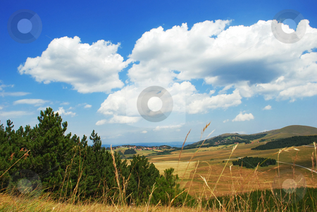 To use this stock image in your creative project, please select the size you need over to the right and click the "Add to Cart" button.
Your downloaded image will come with the Cutcaster watermark removed so don’t worry about the watermark you see on this page. Rural landscape stock photo, Yellow meadows, green trees and blue sky with clouds by Julija Sapic