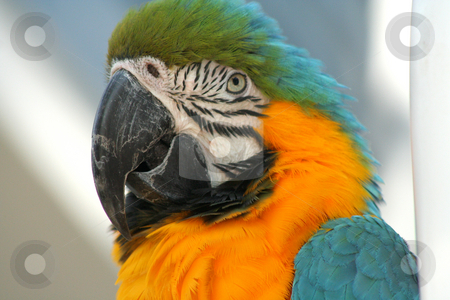 To use this stock image in your creative project, please select the size you need over to the right and click the "Add to Cart" button.
Your downloaded image will come with the Cutcaster watermark removed so don’t worry about the watermark you see on this page. Orange Breated Macaw stock photo, Close-up of an orange-breasted macaw by Thomas Marchessault