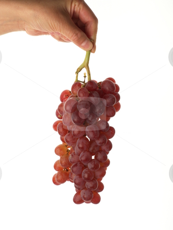 To use this stock image in your creative project, please select the size you need over to the right and click the "Add to Cart" button.
Your downloaded image will come with the Cutcaster watermark removed so don’t worry about the watermark you see on this page. Grapes stock photo, Hand holding grapes by Steen Bartholin Nielsen