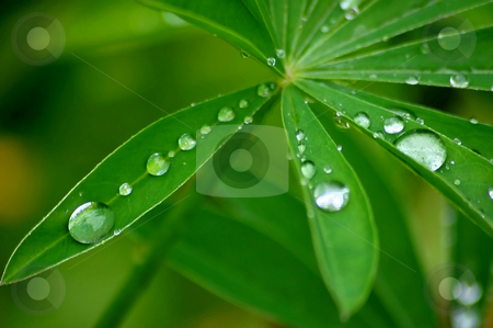 To use this stock image in your creative project, please select the size you need over to the right and click the "Add to Cart" button.
Your downloaded image will come with the Cutcaster watermark removed so don’t worry about the watermark you see on this page. Waterdrops on leaves stock photo, After the rain by Lars Kastilan