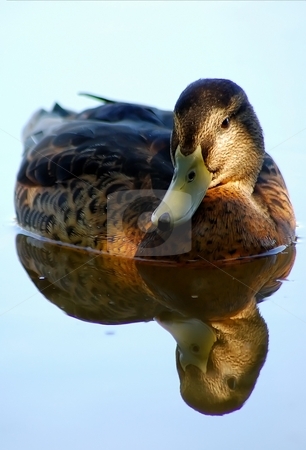 To use this stock image in your creative project, please select the size you need over to the right and click the "Add to Cart" button.
Your downloaded image will come with the Cutcaster watermark removed so don’t worry about the watermark you see on this page. Duck stock photo, A duck reflecting in the water by Lars Kastilan