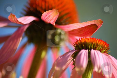 To use this stock image in your creative project, please select the size you need over to the right and click the "Add to Cart" button.
Your downloaded image will come with the Cutcaster watermark removed so don’t worry about the watermark you see on this page. Echinacea stock photo, Echinacea, a flower used in homeopathic medicine by Lars Kastilan