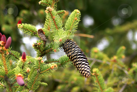 To use this stock image in your creative project, please select the size you need over to the right and click the "Add to Cart" button.
Your downloaded image will come with the Cutcaster watermark removed so don’t worry about the watermark you see on this page. Pine cones stock photo, Pinaceae cones containing the reproductive structures of the tree. The picture show both male and female cones. by Serge VILLA