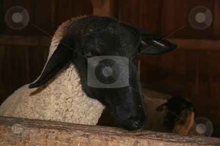 To use this stock image in your creative project, please select the size you need over to the right and click the "Add to Cart" button.
Your downloaded image will come with the Cutcaster watermark removed so don’t worry about the watermark you see on this page. Peeking Sheep stock photo, A small sheep peeking his head over the top of his stall gate looking for food. Has his brother lays across from him in the barn stall. by Betty Hansen