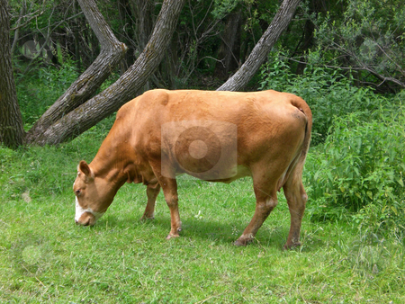 To use this stock image in your creative project, please select the size you need over to the right and click the "Add to Cart" button.
Your downloaded image will come with the Cutcaster watermark removed so don’t worry about the watermark you see on this page. Brown cow stock photo, by J.G. Byers