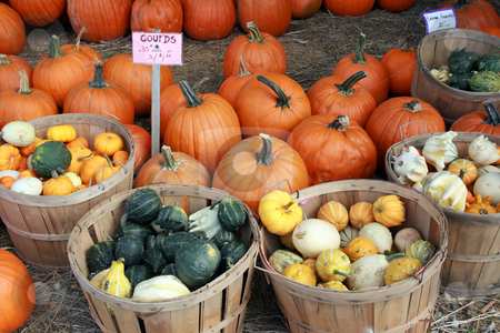 To use this stock image in your creative project, please select the size you need over to the right and click the "Add to Cart" button.
Your downloaded image will come with the Cutcaster watermark removed so don’t worry about the watermark you see on this page. Colorful Gourds, Squash and Pumpkins stock photo, At the farmers market in Autumn, boldly colored squash, pumpkins and gourds available for sale by Tom and Beth Pulsipher