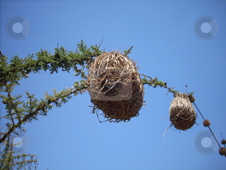To use this stock image in your creative project, please select the size you need over to the right and click the "Add to Cart" button.
Your downloaded image will come with the Cutcaster watermark removed so don’t worry about the watermark you see on this page. Birds Nests on a Branch stock photo, Intricate birds nests built on the very thin branches of a thorn bush. by Rose Nthiwa