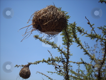 To use this stock image in your creative project, please select the size you need over to the right and click the "Add to Cart" button.
Your downloaded image will come with the Cutcaster watermark removed so don’t worry about the watermark you see on this page. Birds Nests on a Branch stock photo, Intricate birds nests built on the very thin branches of a thorn bush. by Rose Nthiwa