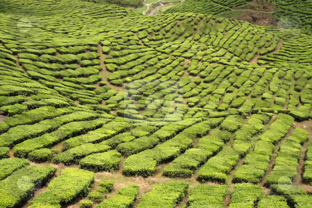 To use this stock image in your creative project, please select the size you need over to the right and click the "Add to Cart" button.
Your downloaded image will come with the Cutcaster watermark removed so don’t worry about the watermark you see on this page. Tea plantation stock photo, Tea plants crop in plantation estate in Cameron Highlands Malaysia by Kheng Guan Toh