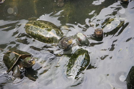 To use this stock image in your creative project, please select the size you need over to the right and click the "Add to Cart" button.
Your downloaded image will come with the Cutcaster watermark removed so don’t worry about the watermark you see on this page. Tortoises stock photo, Several tortoises swimming in a pond by Kheng Guan Toh