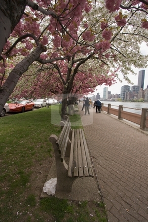 To use this stock image in your creative project, please select the size you need over to the right and click the "Add to Cart" button.
Your downloaded image will come with the Cutcaster watermark removed so don’t worry about the watermark you see on this page. Cherry Blossoms and Park Bench stock photo, This is a park bench with the cherry blossom trees along the pathway by Ryan Bouie