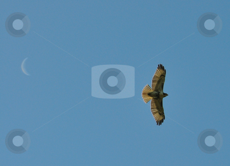 To use this stock image in your creative project, please select the size you need over to the right and click the "Add to Cart" button.
Your downloaded image will come with the Cutcaster watermark removed so don’t worry about the watermark you see on this page. Falcon with Moon stock photo, Falconflying with moon in background by Will Burwell