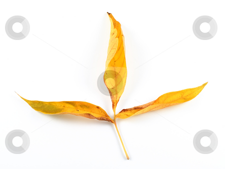 To use this stock image in your creative project, please select the size you need over to the right and click the "Add to Cart" button.
Your downloaded image will come with the Cutcaster watermark removed so don’t worry about the watermark you see on this page. 3 leaf cross stock photo, Three yellow autumn leaves connected together by a branch or a twig forming a cross. by J. R.