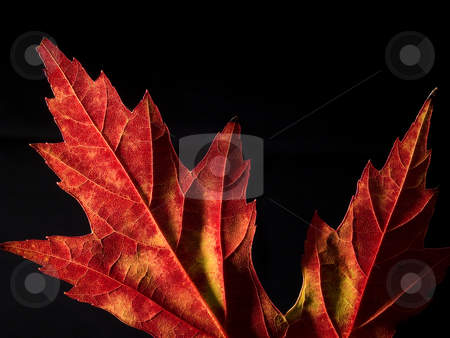 To use this stock image in your creative project, please select the size you need over to the right and click the "Add to Cart" button.
Your downloaded image will come with the Cutcaster watermark removed so don’t worry about the watermark you see on this page. Maple leaf on black background stock photo, Part of a maple leaf on a black background by J. R.