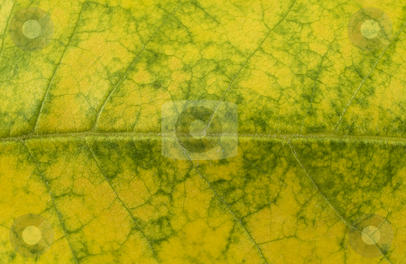 To use this stock image in your creative project, please select the size you need over to the right and click the "Add to Cart" button.
Your downloaded image will come with the Cutcaster watermark removed so don’t worry about the watermark you see on this page. Leaf green stock photo, Green and yellow leaf on its side with the spine running horizontally across the image by J. R.